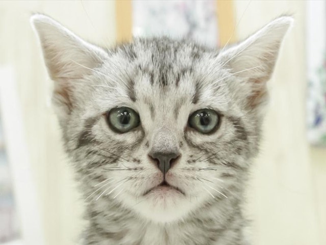 静岡県のアメリカンショートヘアー (ペッツワン沼津店/2023年9月17日生まれ/男の子/シルバータビー)の子猫